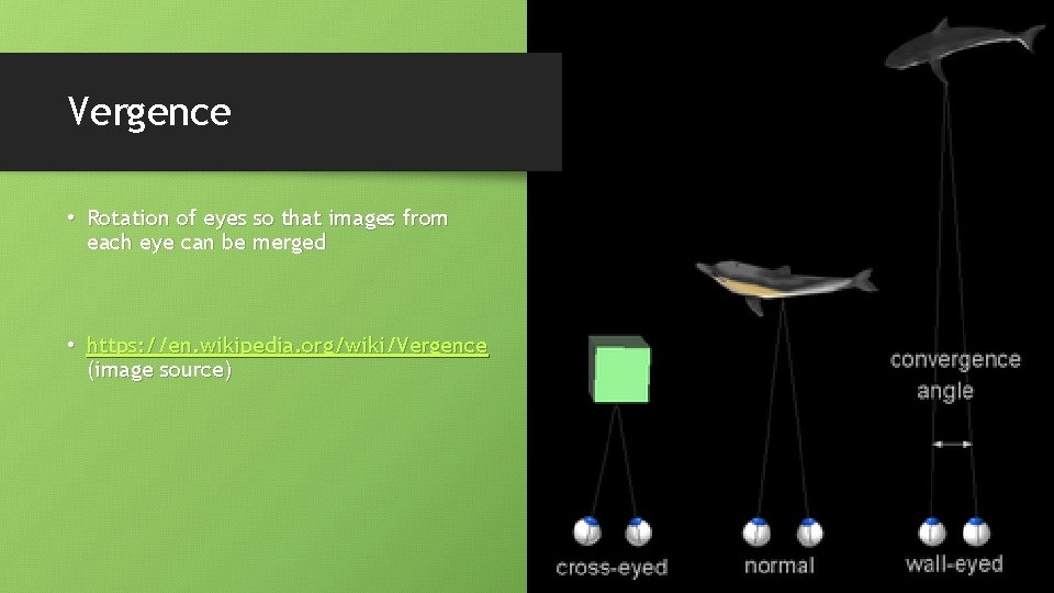 Vergence • Rotation of eyes so that images from each eye can be merged