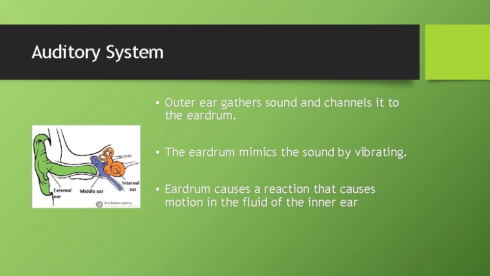 Auditory System • Outer ear gathers sound and channels it to the eardrum. •