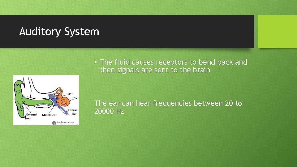 Auditory System • The fluid causes receptors to bend back and then signals are