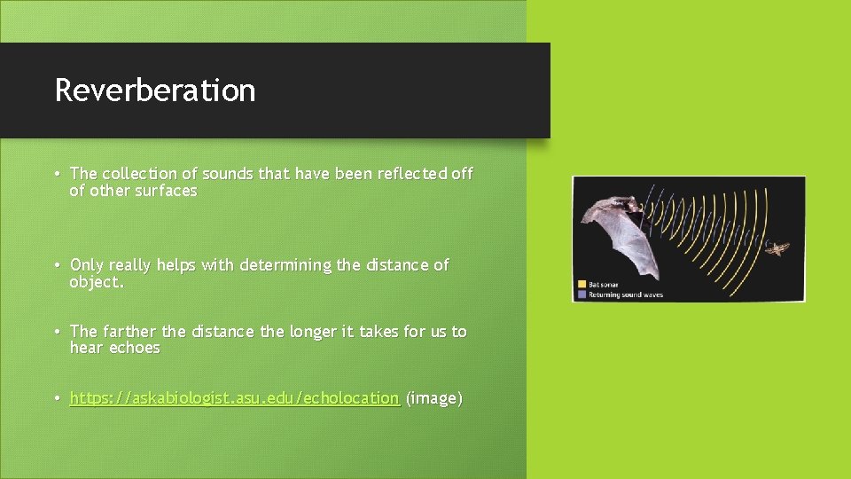 Reverberation • The collection of sounds that have been reflected off of other surfaces