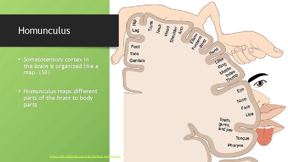 Homunculus • Somatosensory cortex in the brain is organized like a map. (50) •