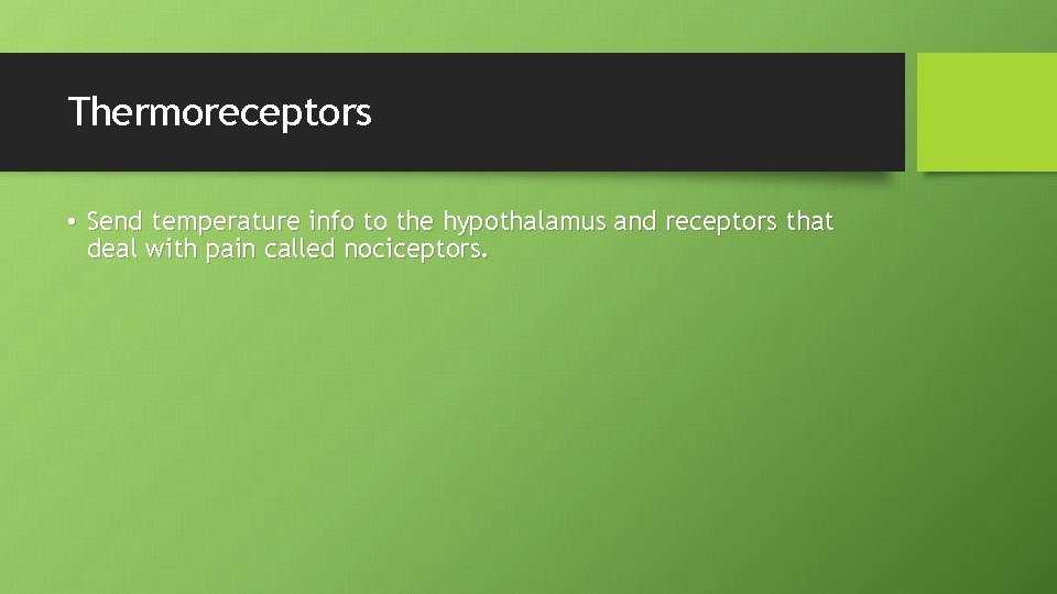 Thermoreceptors • Send temperature info to the hypothalamus and receptors that deal with pain