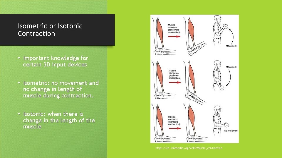 Isometric or Isotonic Contraction • Important knowledge for certain 3 D input devices •