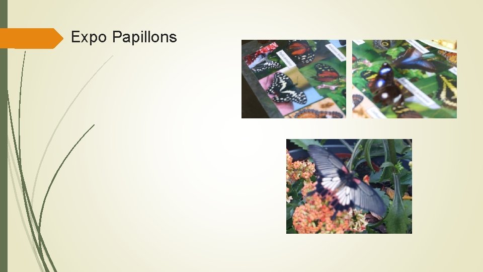 Expo Papillons 