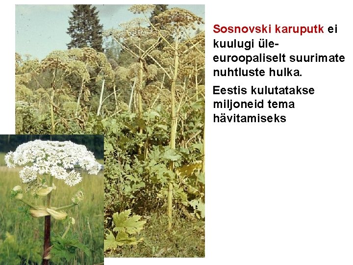  Sosnovski karuputk ei kuulugi üleeuroopaliselt suurimate nuhtluste hulka. Eestis kulutatakse miljoneid tema hävitamiseks