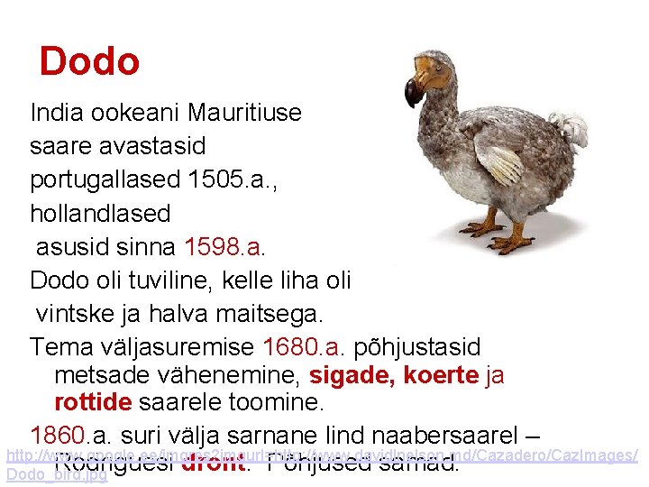 Dodo India ookeani Mauritiuse saare avastasid portugallased 1505. a. , hollandlased asusid sinna 1598.