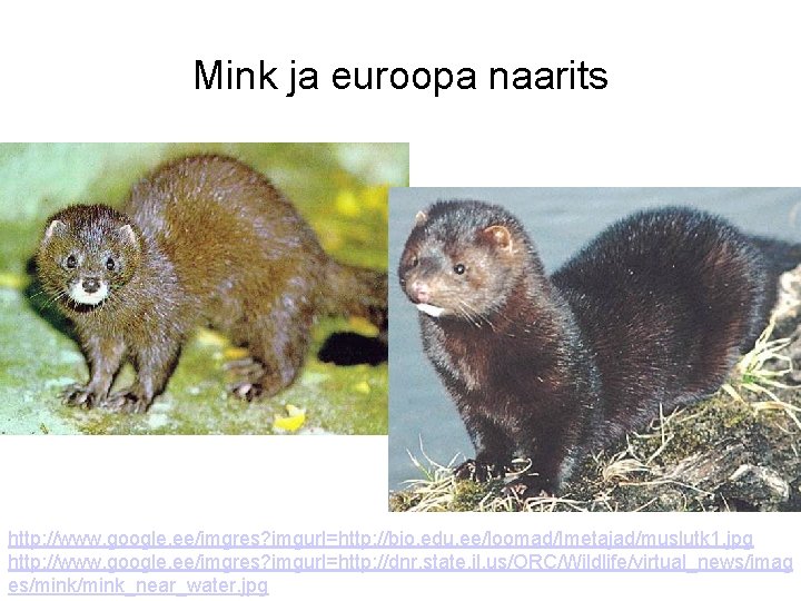 Mink ja euroopa naarits http: //www. google. ee/imgres? imgurl=http: //bio. edu. ee/loomad/Imetajad/muslutk 1. jpg