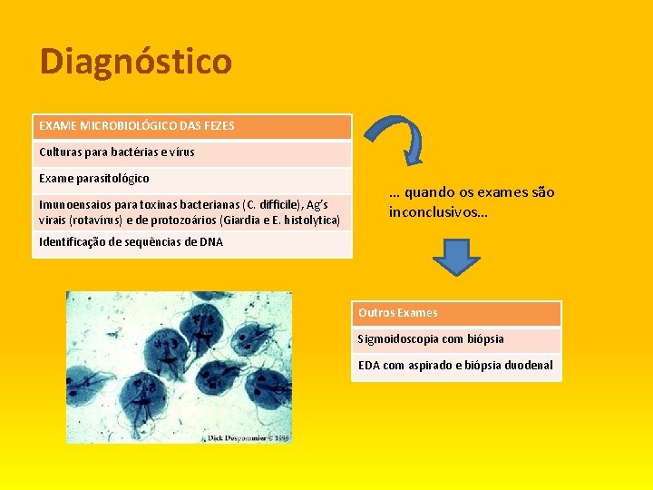 Diagnóstico EXAME MICROBIOLÓGICO DAS FEZES Culturas para bactérias e vírus Exame parasitológico Imunoensaios para