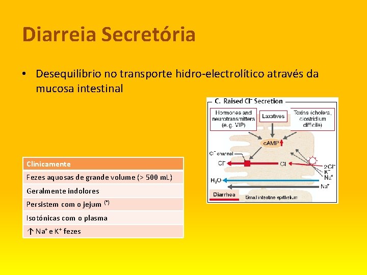 Diarreia Secretória • Desequilíbrio no transporte hidro-electrolítico através da mucosa intestinal Clinicamente Fezes aquosas