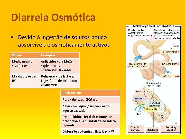 Diarreia Osmótica • Devido à ingestão de solutos pouco absorvíveis e osmoticamente activos Causas