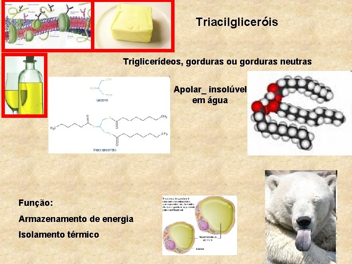 Triacilgliceróis Triglicerídeos, gorduras ou gorduras neutras Apolar_ insolúvel em água Função: Armazenamento de energia