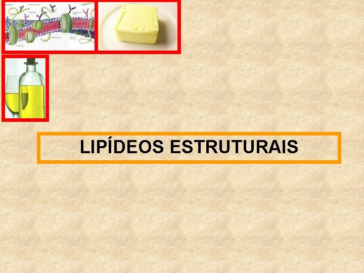 LIPÍDEOS ESTRUTURAIS 