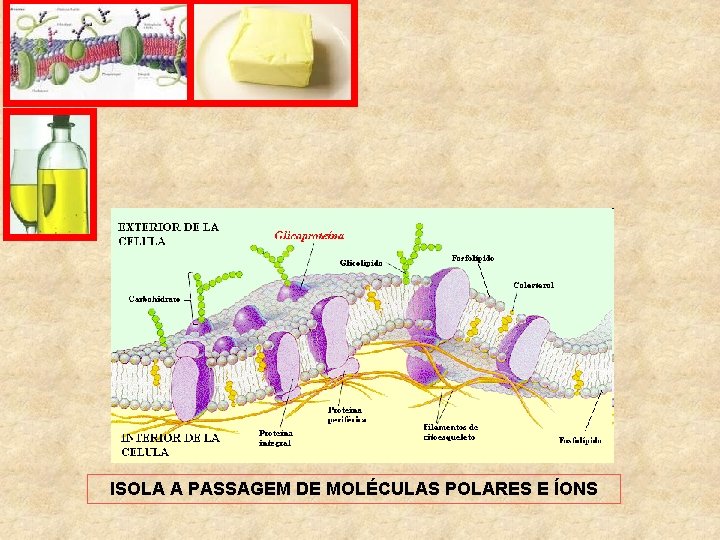 ISOLA A PASSAGEM DE MOLÉCULAS POLARES E ÍONS 