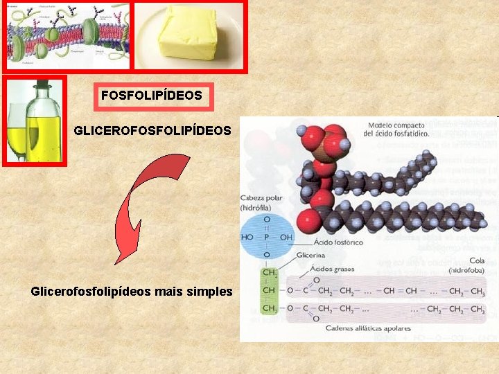 FOSFOLIPÍDEOS GLICEROFOSFOLIPÍDEOS Glicerofosfolipídeos mais simples 