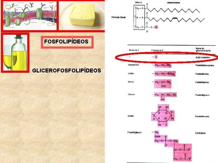 FOSFOLIPÍDEOS GLICEROFOSFOLIPÍDEOS 