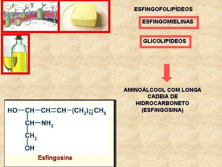 ESFINGOFOLIPÍDEOS ESFINGOMIELINAS GLICOLIPÍDEOS AMINOÁLCOOL COM LONGA CADEIA DE HIDROCARBONETO (ESFINGOSINA) 