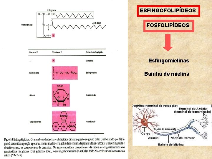 ESFINGOFOLIPÍDEOS FOSFOLIPÍDEOS Esfingomielinas Bainha de mielina 