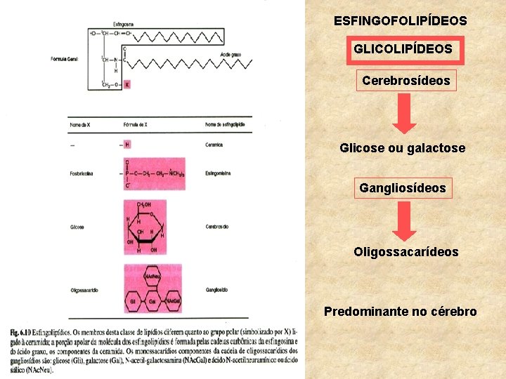 ESFINGOFOLIPÍDEOS GLICOLIPÍDEOS Cerebrosídeos Glicose ou galactose Gangliosídeos Oligossacarídeos Predominante no cérebro 