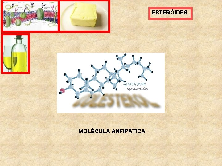 ESTERÓIDES MOLÉCULA ANFIPÁTICA 