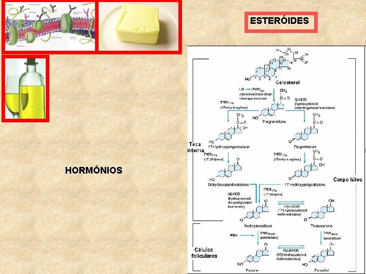 ESTERÓIDES HORMÔNIOS 