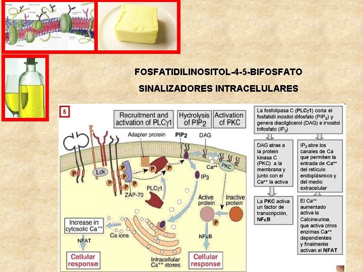 FOSFATIDILINOSITOL-4 -5 -BIFOSFATO SINALIZADORES INTRACELULARES 