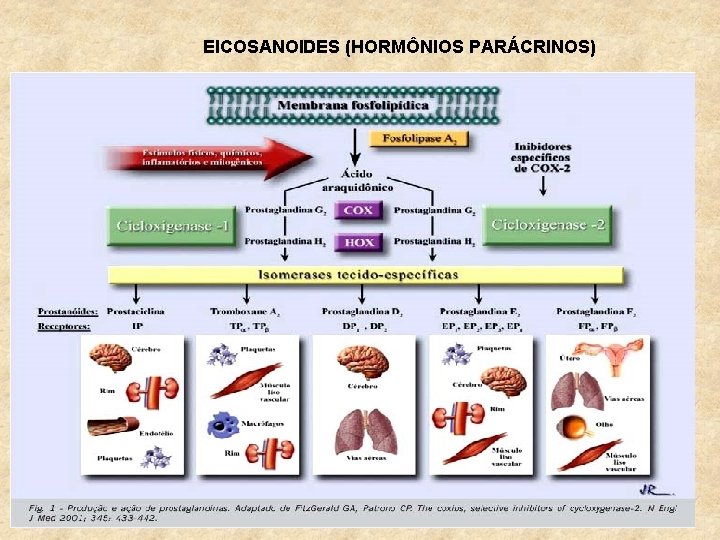 EICOSANOIDES (HORMÔNIOS PARÁCRINOS) 