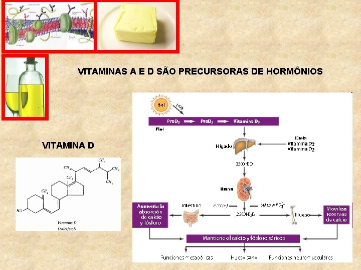 VITAMINAS A E D SÃO PRECURSORAS DE HORMÔNIOS VITAMINA D 