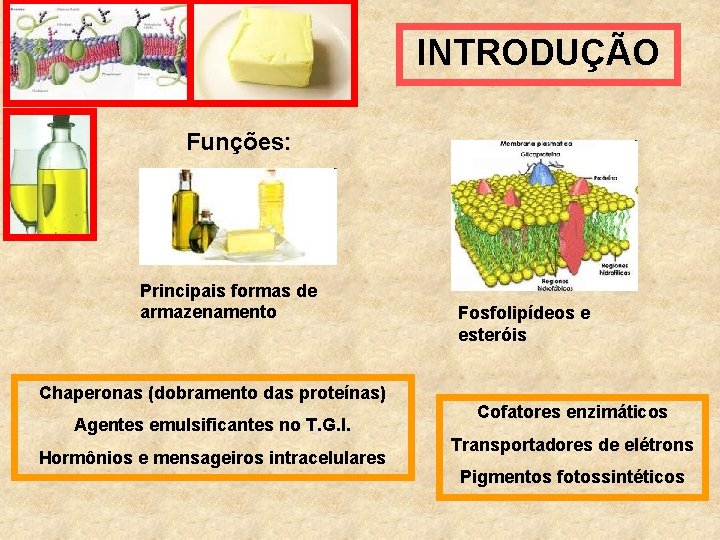 INTRODUÇÃO Funções: Principais formas de armazenamento Chaperonas (dobramento das proteínas) Agentes emulsificantes no T.