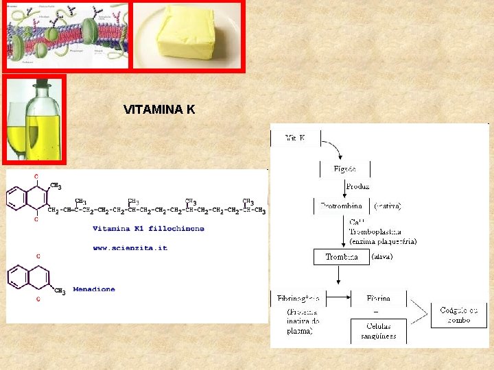 VITAMINA K 