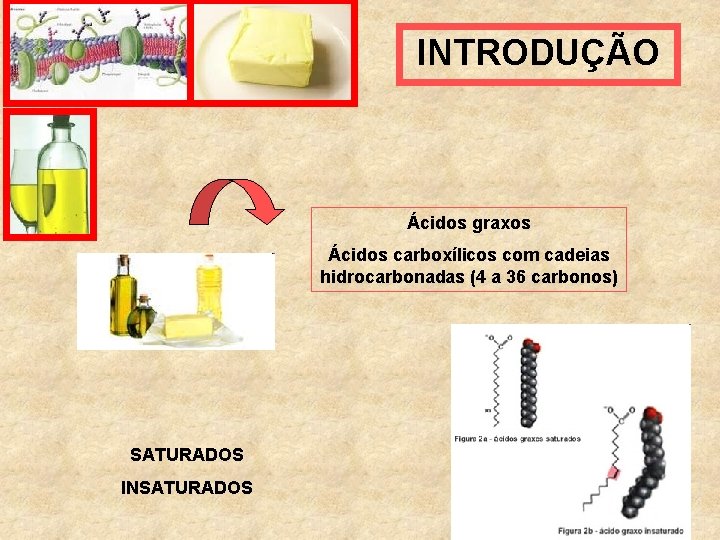 INTRODUÇÃO Ácidos graxos Ácidos carboxílicos com cadeias hidrocarbonadas (4 a 36 carbonos) SATURADOS INSATURADOS