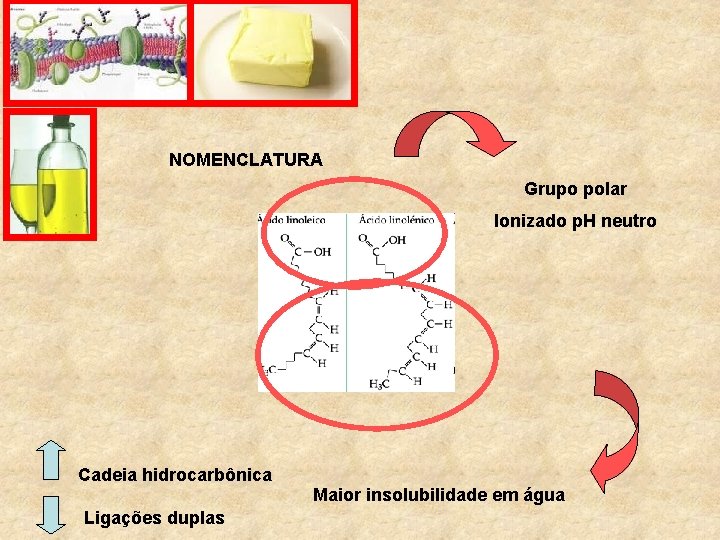 NOMENCLATURA Grupo polar Ionizado p. H neutro Cadeia hidrocarbônica Ligações duplas Maior insolubilidade em