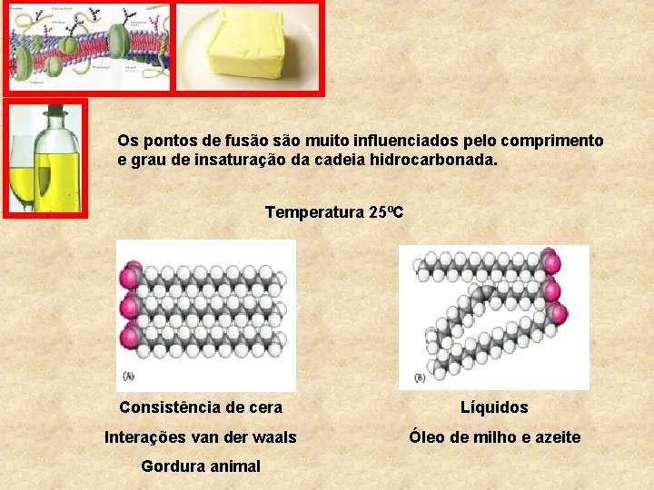 Os pontos de fusão muito influenciados pelo comprimento e grau de insaturação da cadeia