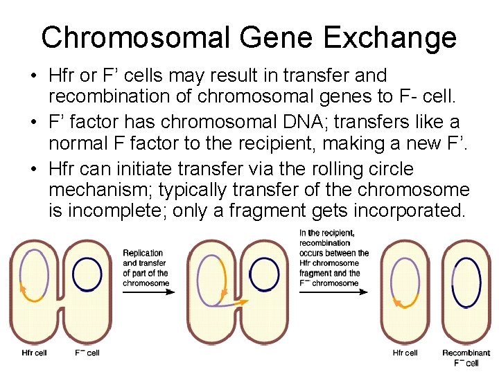 Chromosomal Gene Exchange • Hfr or F’ cells may result in transfer and recombination