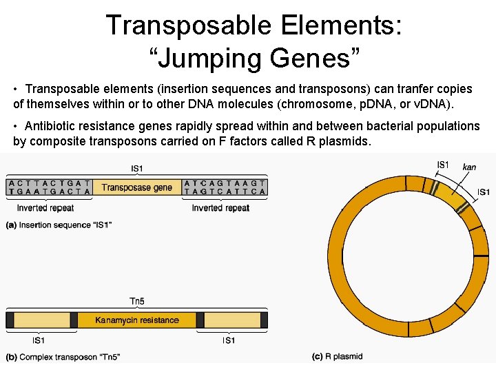 Transposable Elements: “Jumping Genes” • Transposable elements (insertion sequences and transposons) can tranfer copies
