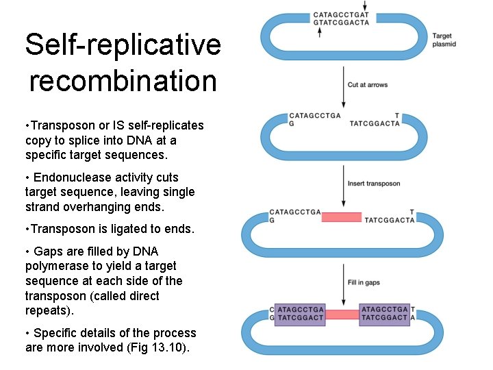 Self-replicative recombination • Transposon or IS self-replicates copy to splice into DNA at a