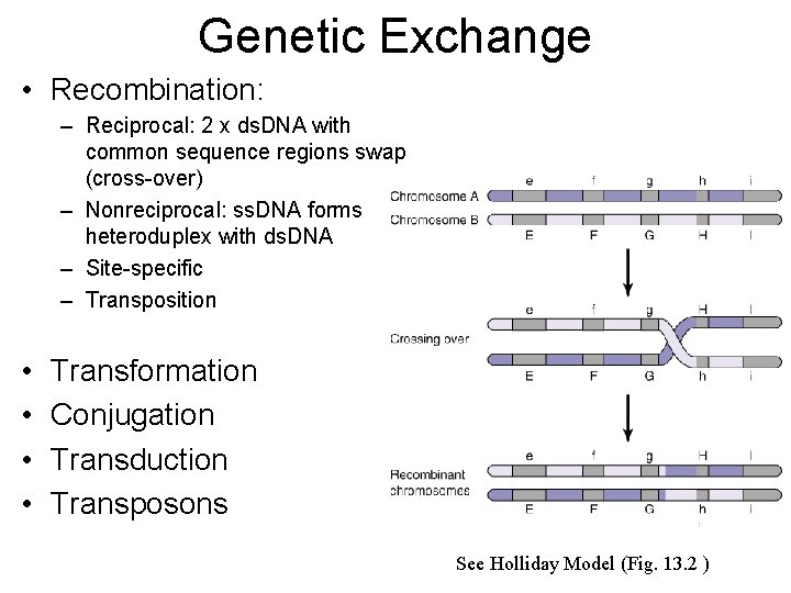 Genetic Exchange • Recombination: – Reciprocal: 2 x ds. DNA with common sequence regions