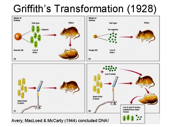 Griffith’s Transformation (1928) Avery, Mac. Loed & Mc. Carty (1944) concluded DNA! 