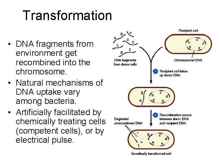 Transformation • DNA fragments from environment get recombined into the chromosome. • Natural mechanisms