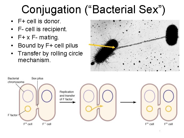Conjugation (“Bacterial Sex”) • • • F+ cell is donor. F- cell is recipient.