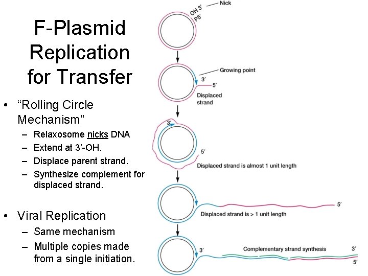 F-Plasmid Replication for Transfer • “Rolling Circle Mechanism” – – Relaxosome nicks DNA Extend