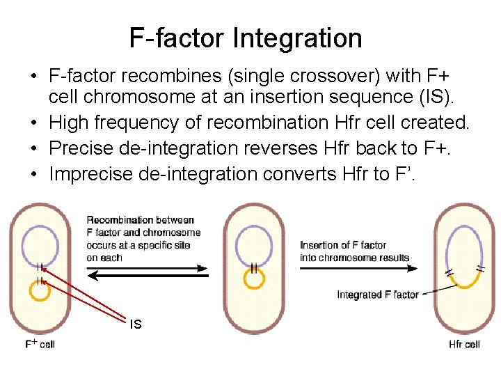 F-factor Integration • F-factor recombines (single crossover) with F+ cell chromosome at an insertion