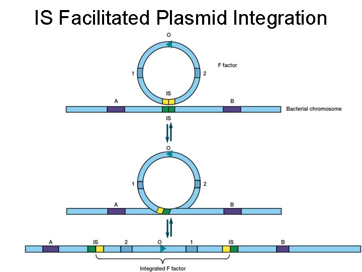 IS Facilitated Plasmid Integration 