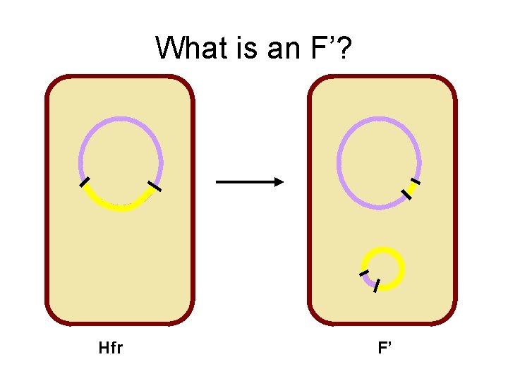 What is an F’? Hfr F’ 