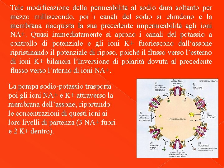 Tale modificazione della permeabilità al sodio dura soltanto per mezzo millisecondo, poi i canali