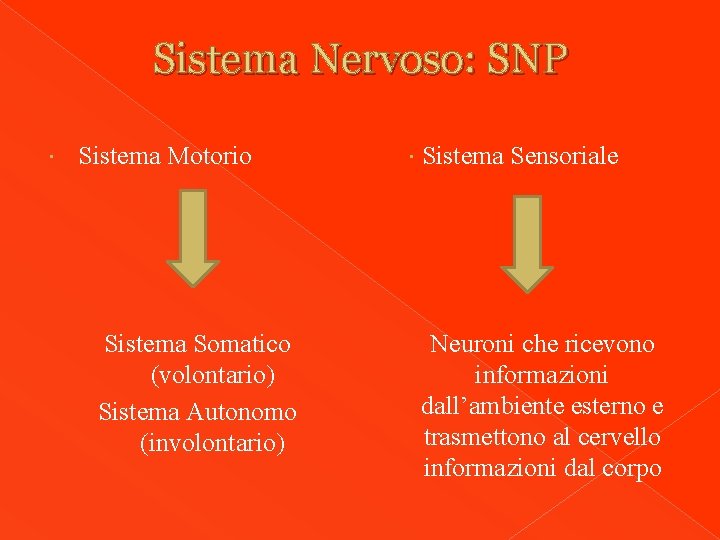 Sistema Nervoso: SNP Sistema Motorio Sistema Somatico (volontario) Sistema Autonomo (involontario) Sistema Sensoriale Neuroni