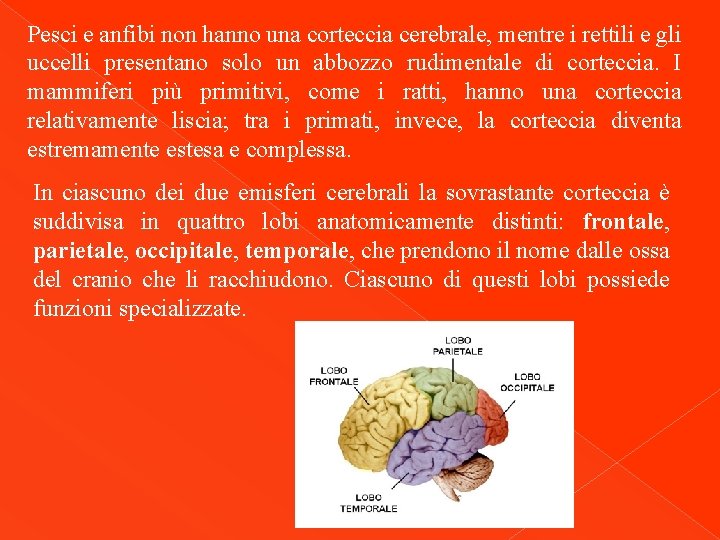 Pesci e anfibi non hanno una corteccia cerebrale, mentre i rettili e gli uccelli