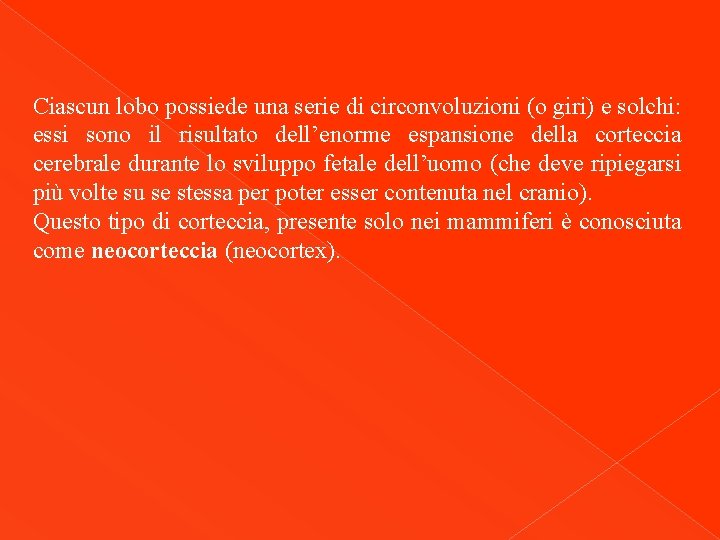 Ciascun lobo possiede una serie di circonvoluzioni (o giri) e solchi: essi sono il