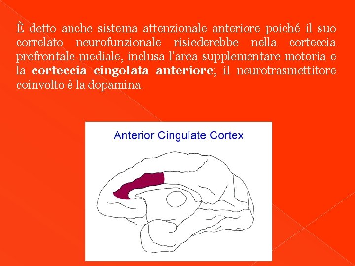 È detto anche sistema attenzionale anteriore poiché il suo correlato neurofunzionale risiederebbe nella corteccia