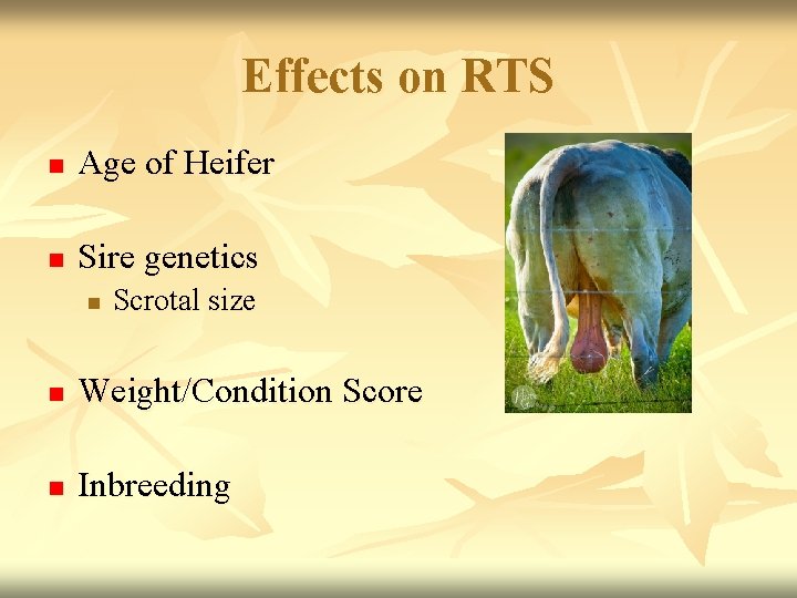 Effects on RTS n Age of Heifer n Sire genetics n Scrotal size n