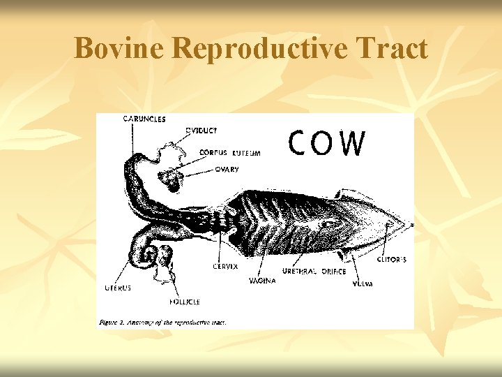 Bovine Reproductive Tract 